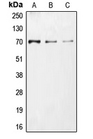 Anti-CDC25A (Phospho-S75) Antibody