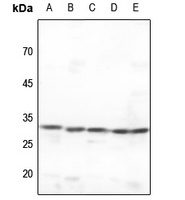 CDK2 antibody