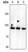 Anti-CD66b Antibody