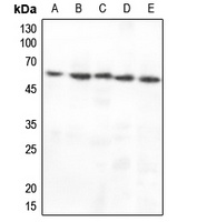 Anti-CHK1 Antibody