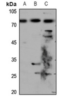 Anti-Chromogranin A Antibody