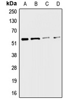 CHRNA3 antibody
