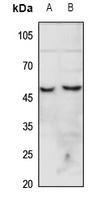 CHRNA7 antibody