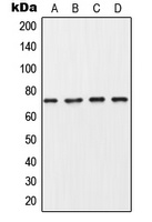 Anti-Collagen 8 alpha 1 Antibody