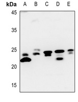 Anti-Claudin 7 Antibody