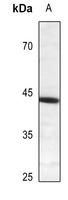 CREB1 (phospho-S121) antibody