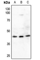 CREB1 antibody