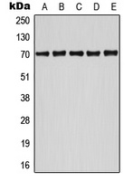 Anti-ATF2 (Phospho-S498) Antibody