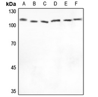 Anti-XPO2 Antibody