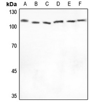 CSE1L antibody