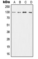 Anti-CD131 Antibody
