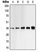 CK1 alpha (phospho-Y321) antibody