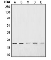 CSRP1 antibody