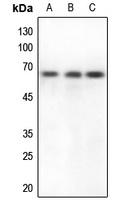 CSTF2 antibody