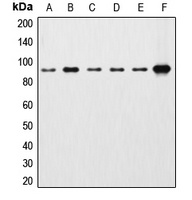 Anti-Beta-catenin Antibody