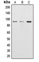 CTNNB1 antibody