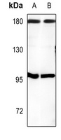 CUX1 antibody