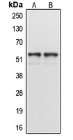 Anti-Cytochrome P450 1A1/2 Antibody
