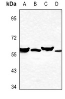 CYP2A7 antibody