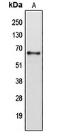 Anti-Cytochrome P450 2B6 Antibody