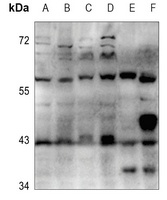 Anti-Cytochrome P450 3A4/5 Antibody