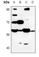 Anti-Cytochrome P450 8B1 Antibody
