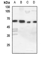 Anti-Cytochrome P450 11A1 Antibody