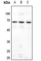 DAB1 antibody