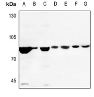 DAXX antibody