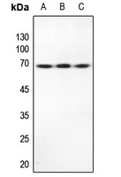 Anti-TRP2 Antibody