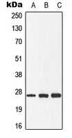 DDIT3 (phospho-S30) antibody