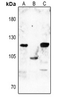 DNM1 (phospho-S774) antibody