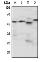 Anti-Dopamine Receptor D4 Antibody