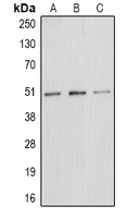 E2F1 (phospho-T433) antibody