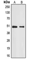 E2F2 antibody