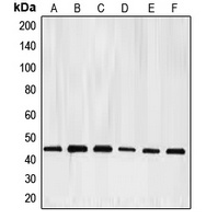 E2F4 antibody