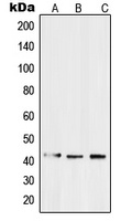 Anti-EDG3 Antibody