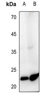 EFNA2 antibody