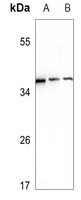 EFNA3 antibody