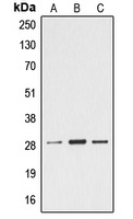 Anti-Ephrin A4 Antibody