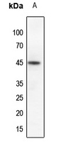Anti-Ephrin B1 (Phospho-Y317) Antibody