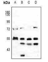 Anti-EGR Antibody