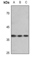 EIF2S1 (phospho-S51) antibody