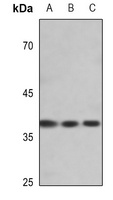 Anti-EIF2S1 (Phospho-S51) Antibody