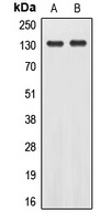 EPHA2 (phospho-Y588) antibody