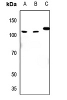 Anti-EIF4G2 Antibody