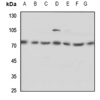 ELF4 antibody