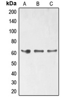 Anti-ELK1 (Phospho-S389) Antibody