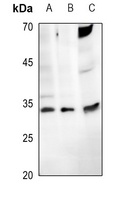 Anti-ENDOG Antibody