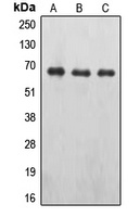 Anti-EPO Receptor (Phospho-Y426) Antibody